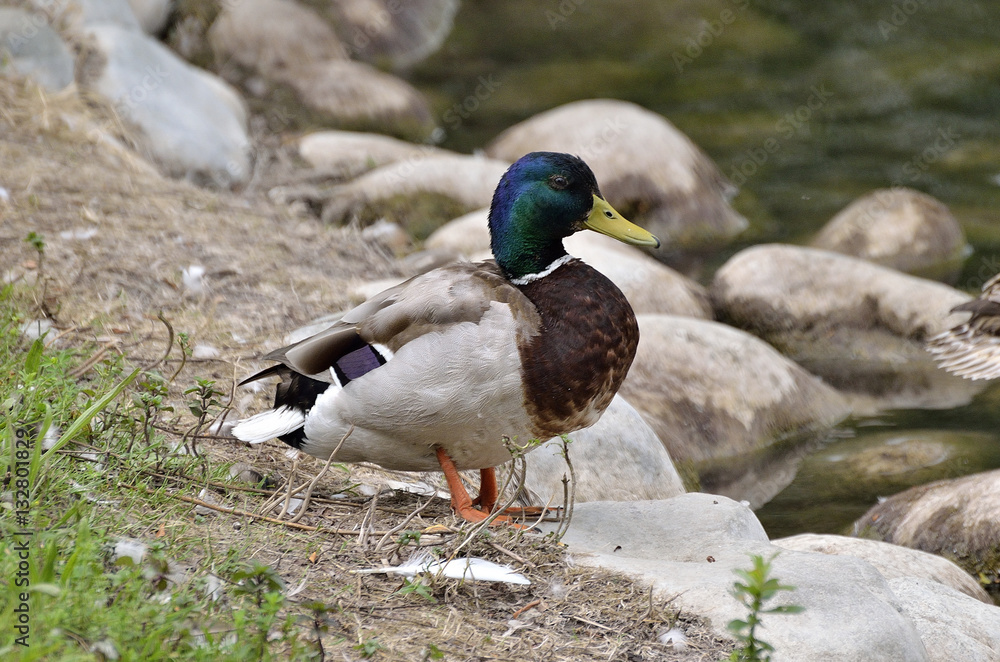 Obraz premium anatra germano reale