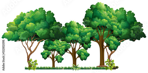 Scene with many trees