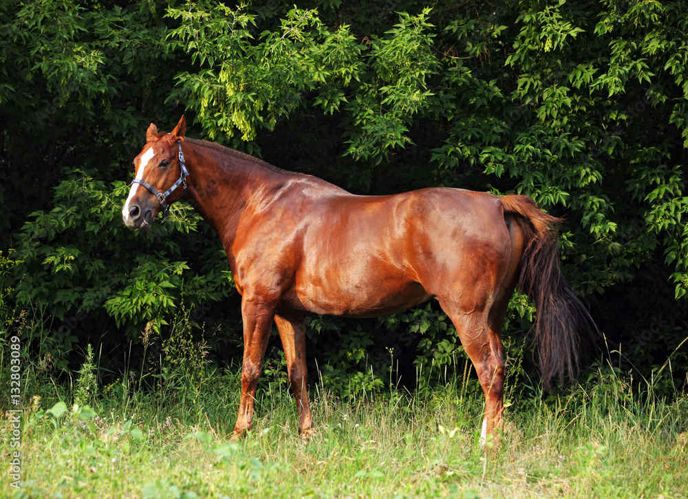 Fototapeta premium Thoroughbred young horse posing against summer woods