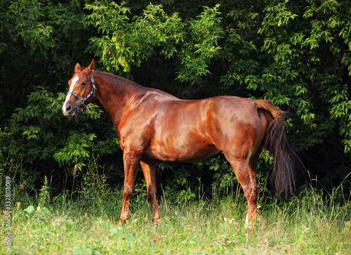 Thoroughbred young horse posing against summer woods