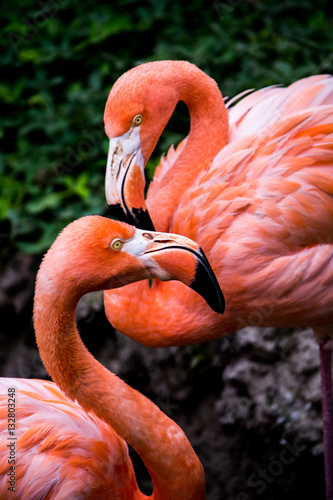 Flamenco rosado - Phoenicopterus ruber
