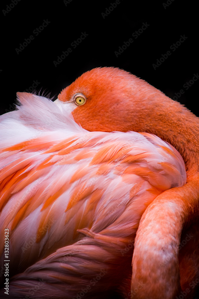 Obraz premium Flamenco rosado - Phoenicopterus ruber