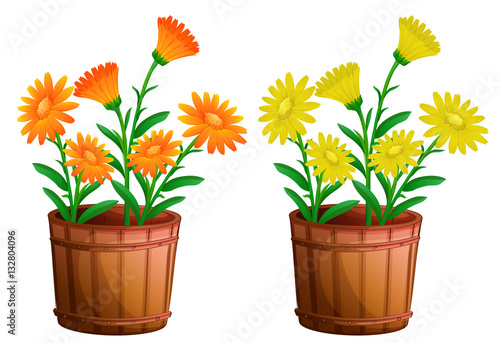 Fototapeta Naklejka Na Ścianę i Meble -  Two pots of calendula flowers