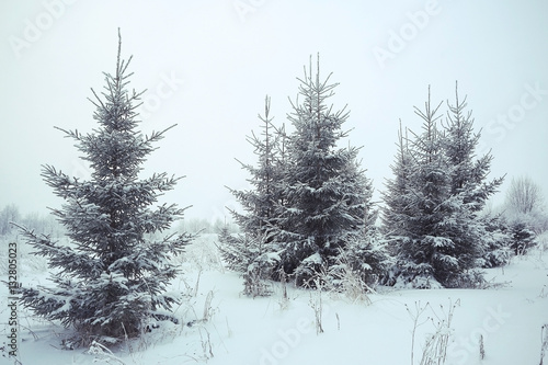 Christmas landscape with young fir trees and snow in a field