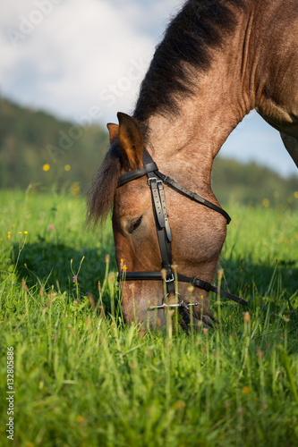 Pferd frisst Gras auf Wiese