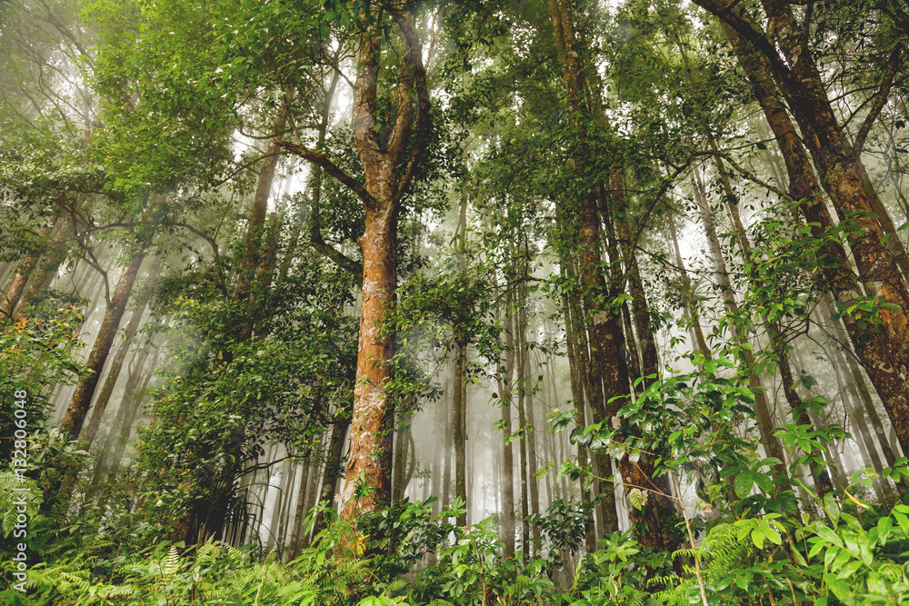 Naklejka premium Evergreen jungle forest after rain. Natural misty background. Bali island, Indonesia.