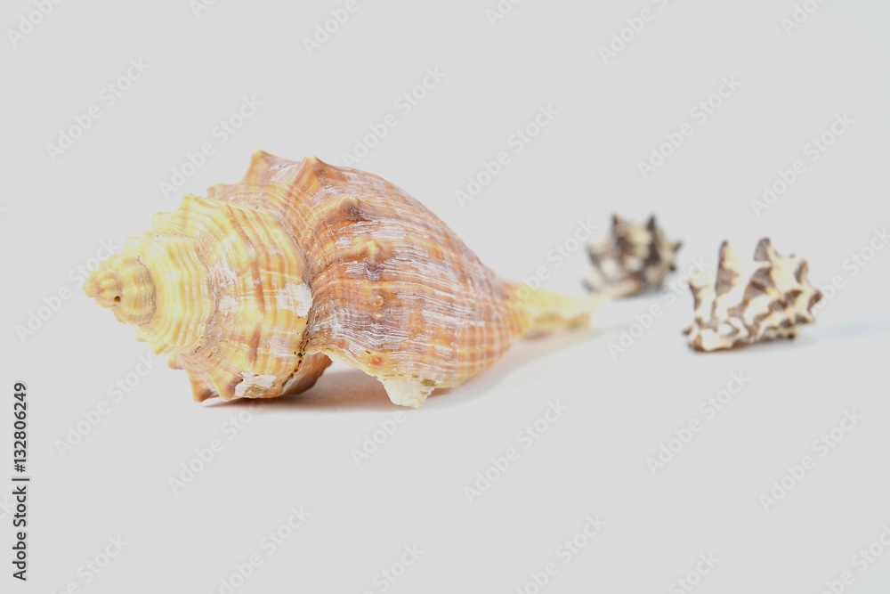 Seashells on a white background for postcards and backgrounds.