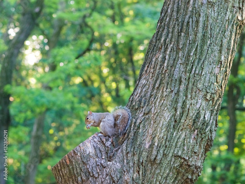 Squirrel eat acorn on the tree Manhattan.