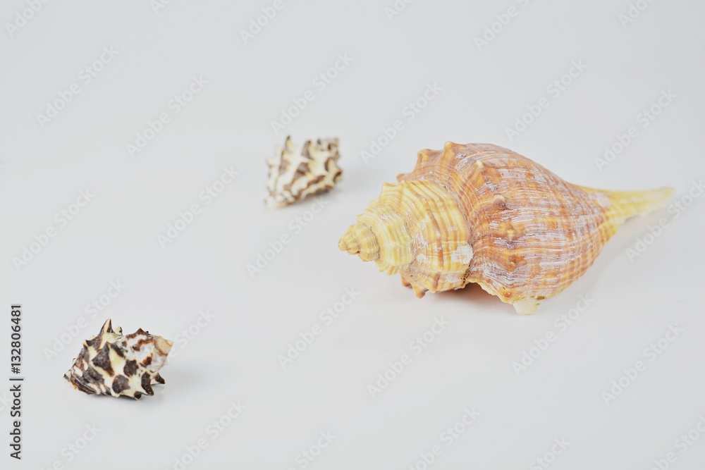 Seashells on a white background for postcards and backgrounds. Seashells on a white background for postcards and backgrounds.