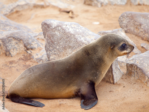 Baby brown fur seal, Arctocephalus pusillus, lying on the rock, Cape Cross Colony, Skeleton Coast, Namibia, Africa.