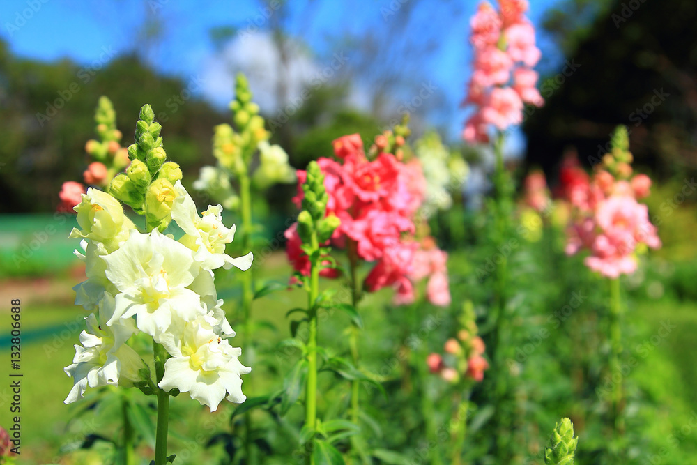 Obraz premium the clear sky with white flower and pink flower in garden