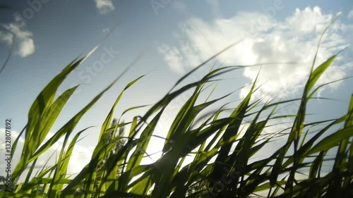 tall grass waving in slow motion in the wind with a blue sky background