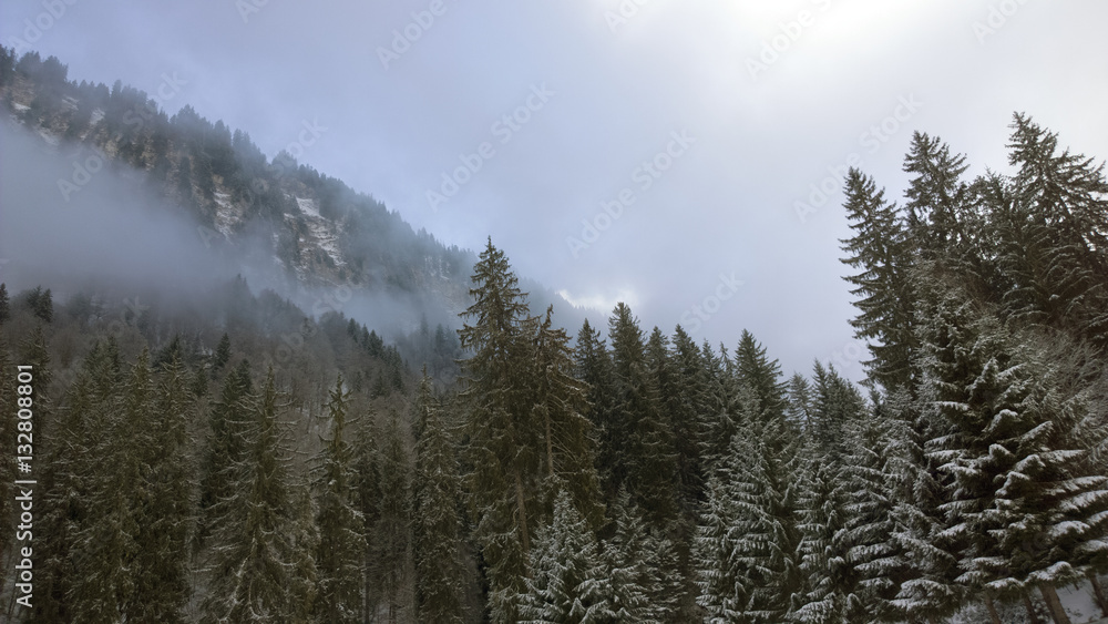Snowy winter trees and cliffs of the french alps