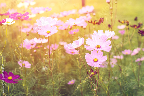 Soft focus cosmos flowers in the garden