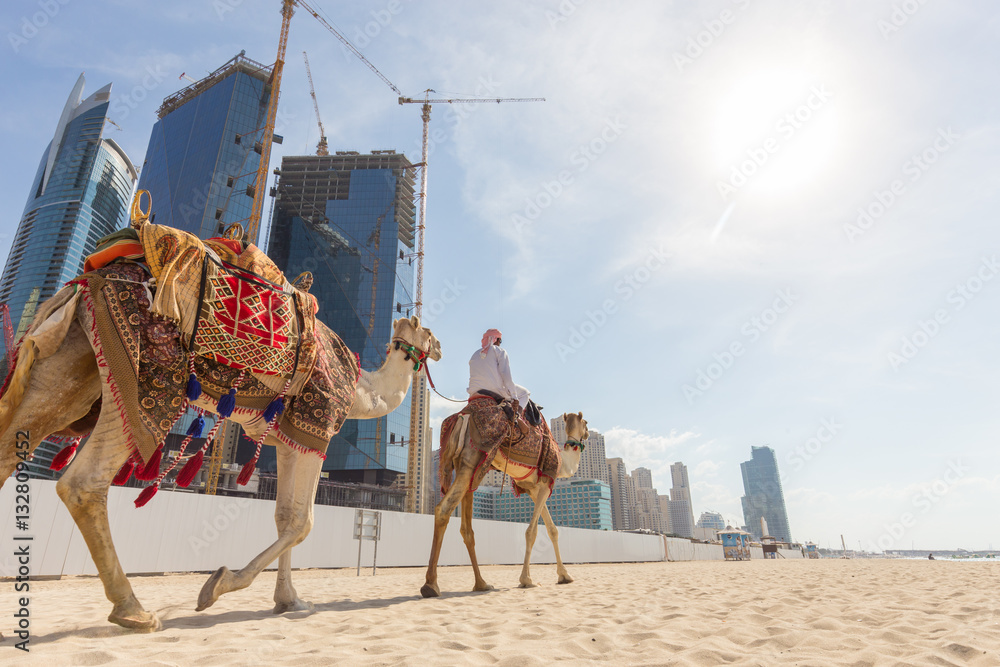 Obraz premium Tour guide offering tourist camel ride on Jumeirah beach on in Dubai, United Arab Emirates. Luxury Dubai Marina skyscrapers in background.