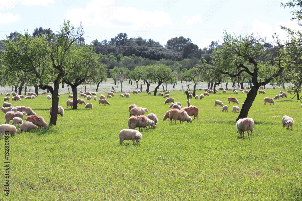 Obraz premium Schafe auf Mallorca