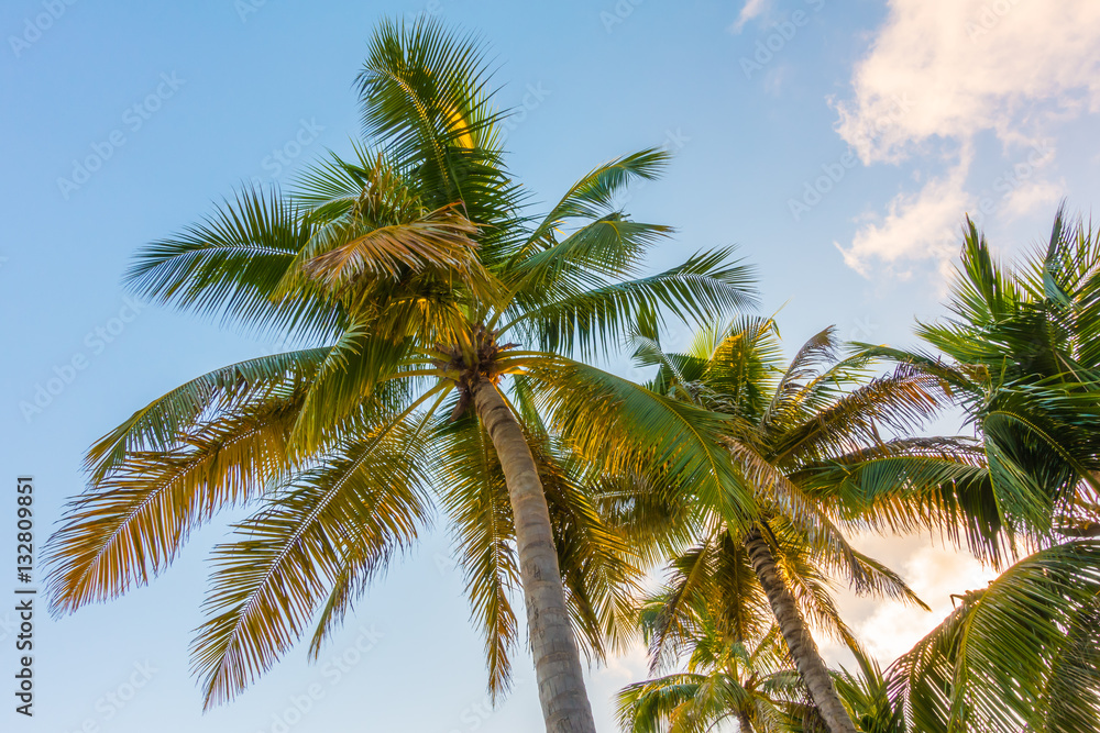 Coconut tree over blue sky . Coconut tree over blue sky .
