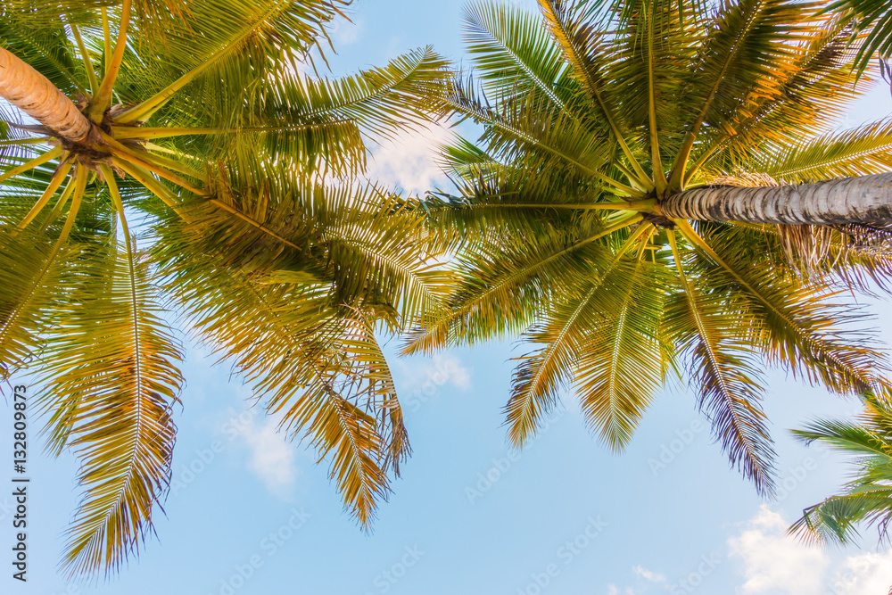 Coconut tree over blue sky . Coconut tree over blue sky .