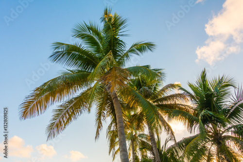 Coconut tree over blue sky . © jannoon028