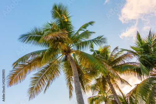 Wallpaper Mural Coconut tree over blue sky . Torontodigital.ca