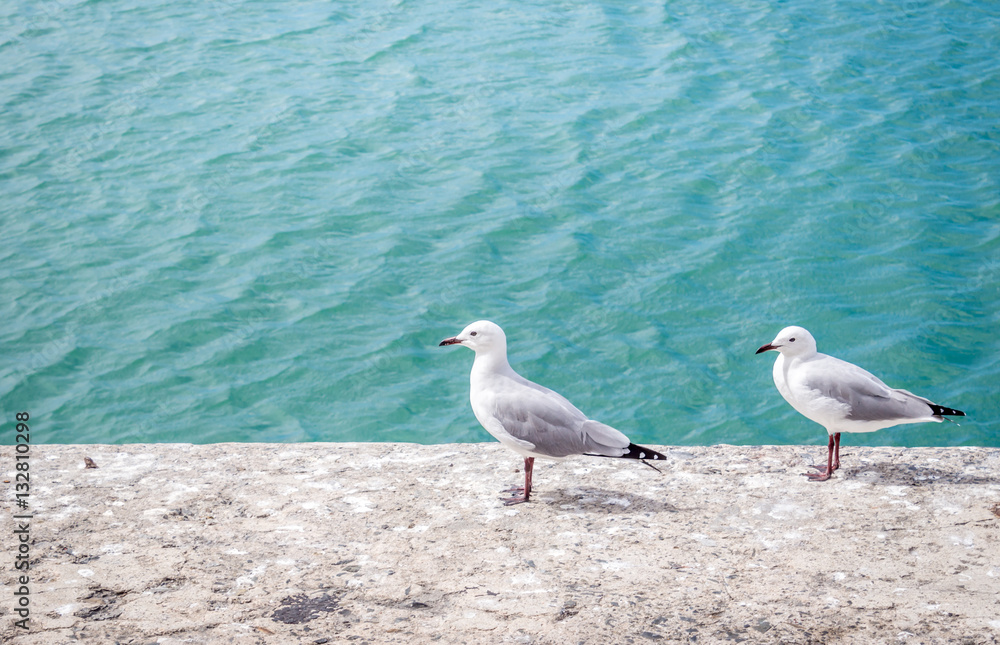 Fototapeta premium Two seagulls relaxing on harbour wall