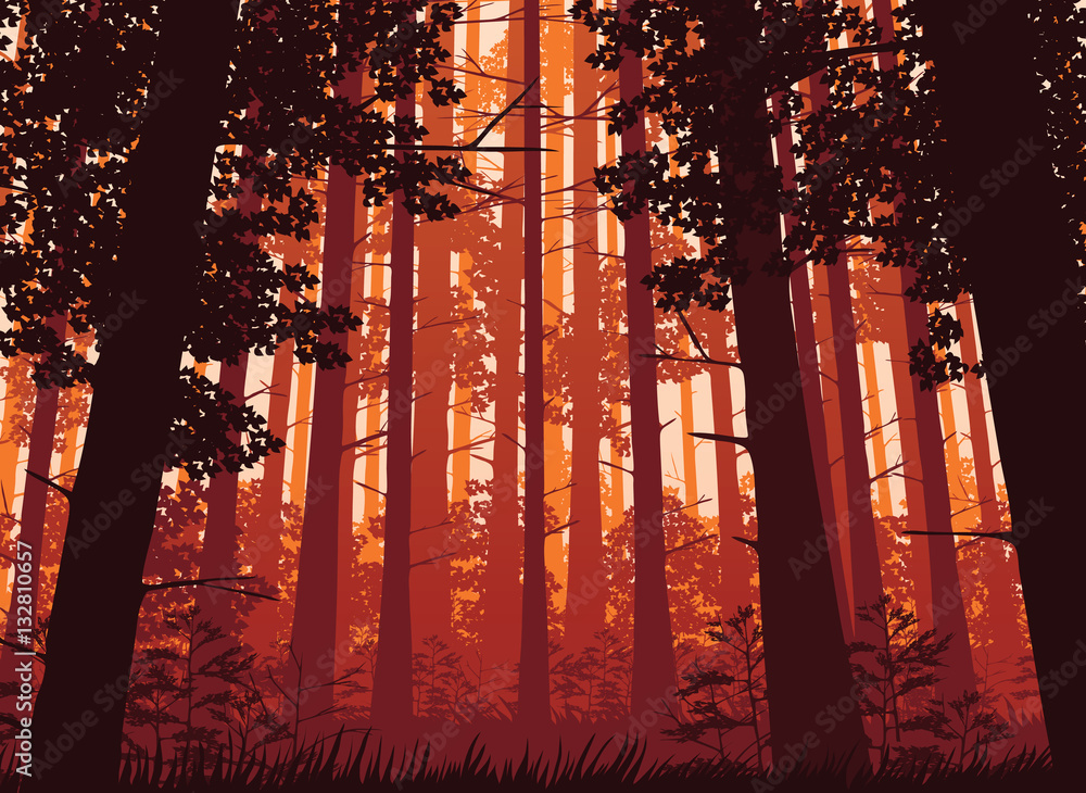 Background of landscape with deep forest. Background of landscape with deep forest.