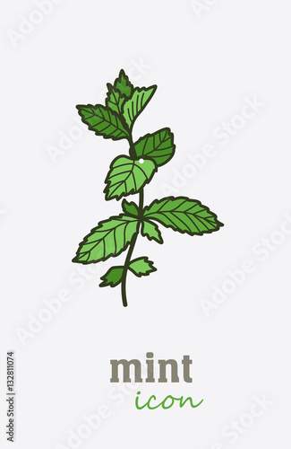 Mint vector icon. Vegetable green leaves