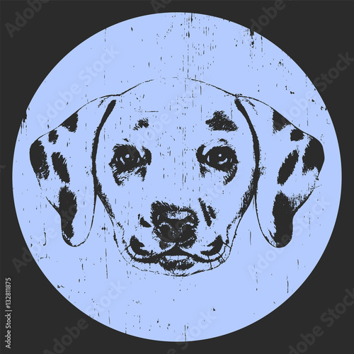 Portrait of Dalmatian Dog. Hand drawn illustration. Vector