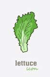 Lettuce vector icon. Vegetable green leaves