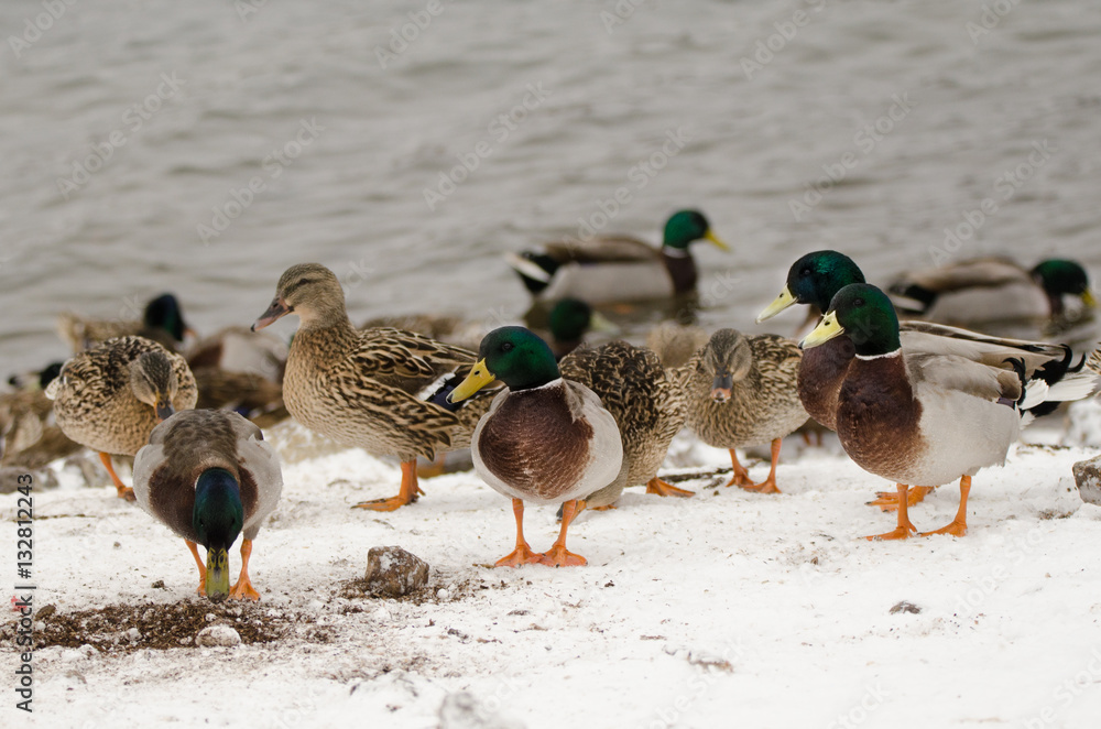 Male and female mallard in the snow