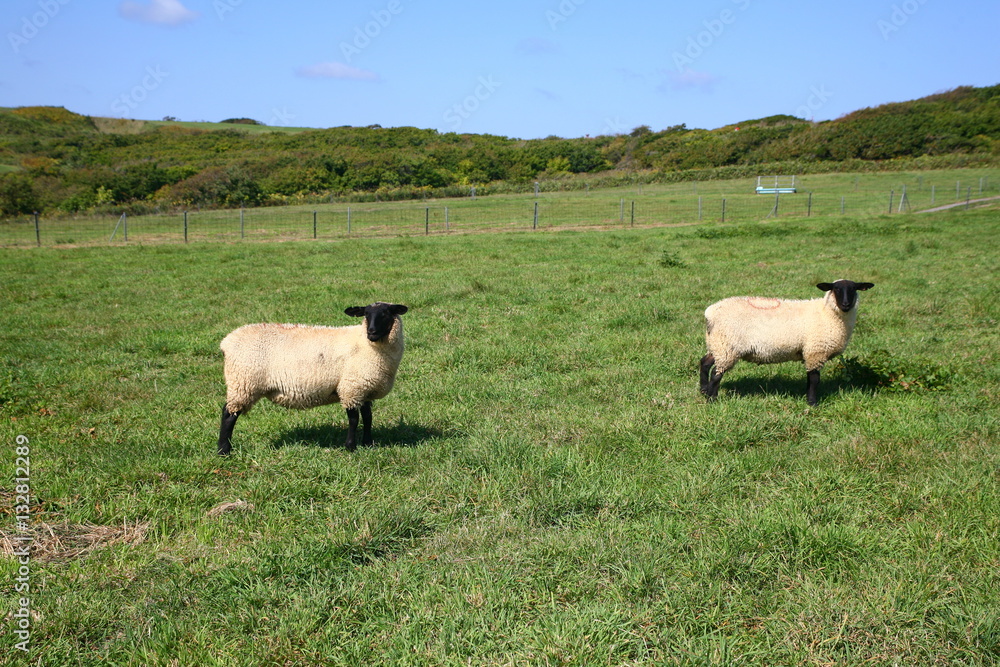 sheep sheep