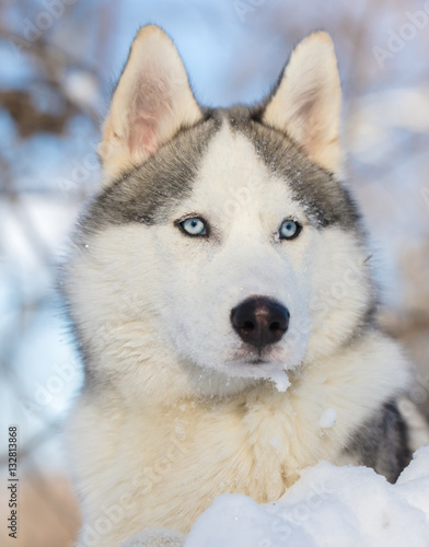 Husky dog with blue eyes