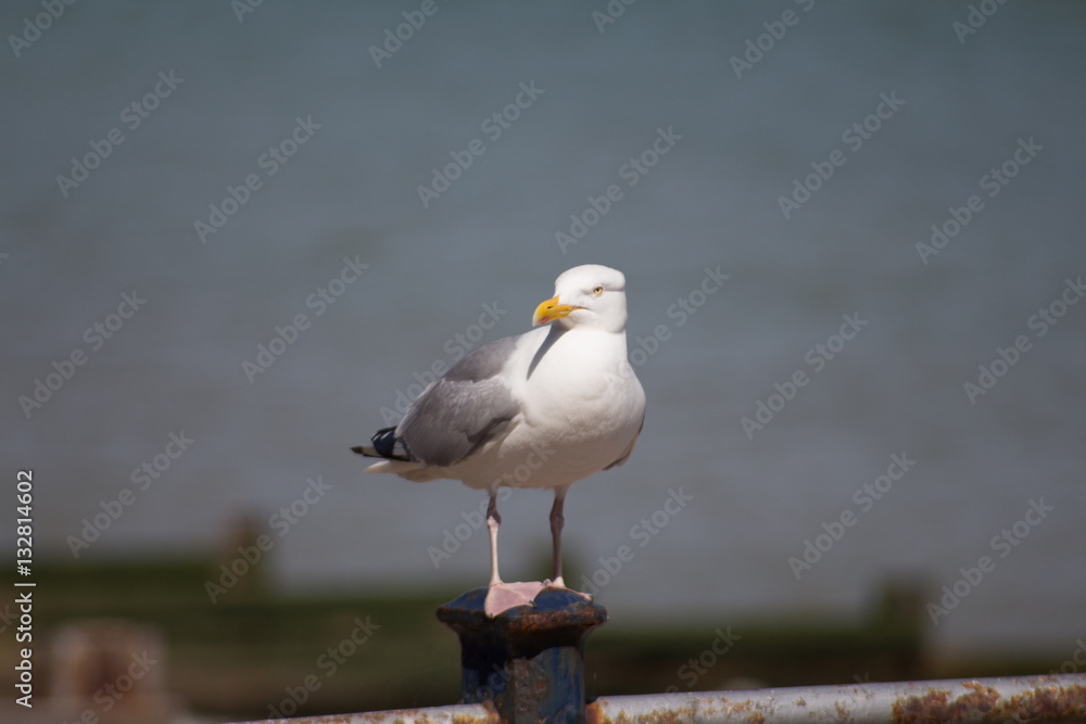 Fototapeta premium Gul2