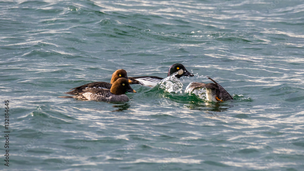 Fototapeta premium The common goldeneye is a medium-sized sea duck. The species is named for its golden-yellow eye. These diving birds forage underwater.