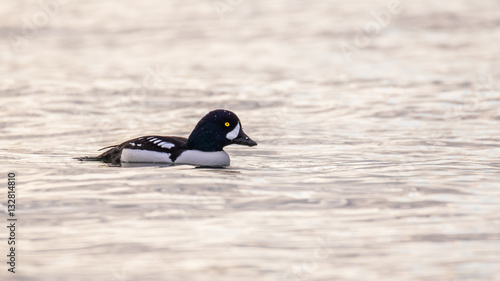 The common goldeneye is a medium-sized sea duck. The species is named for its golden-yellow eye. These diving birds forage underwater.