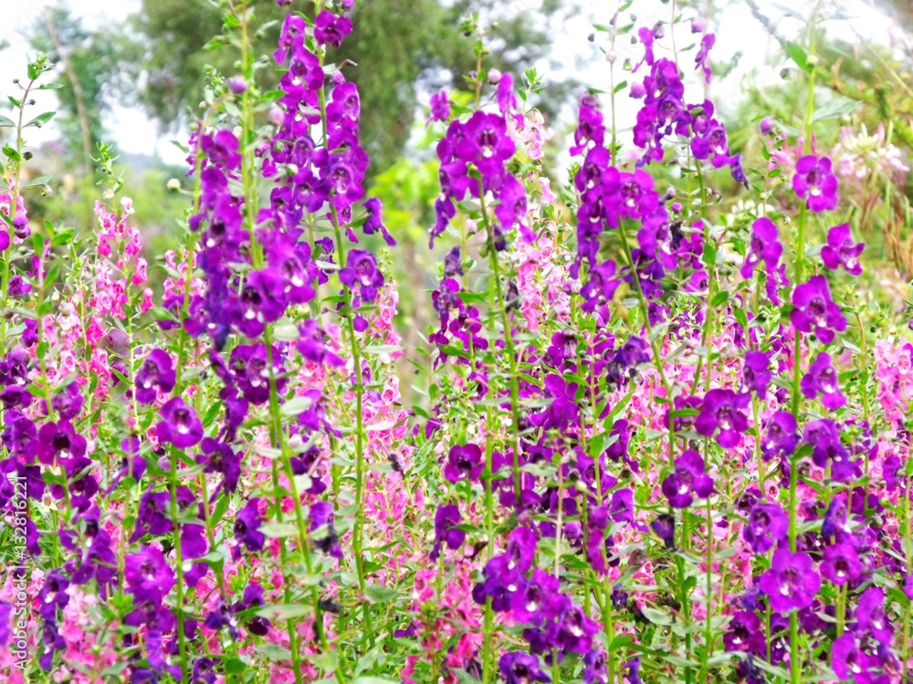 Naklejka premium purple blooming flower background bright and beautiful