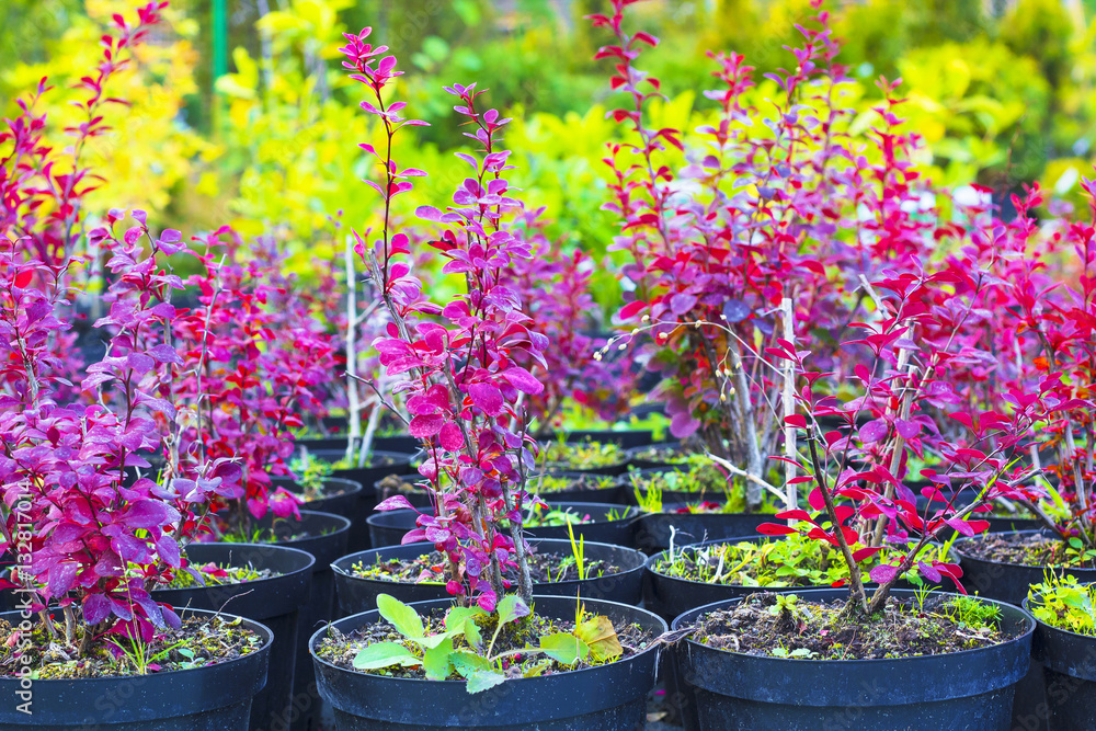 Red bushes Berberis Thunbergii plants in pots sold at garden center