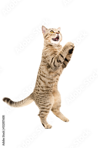 Portrait of funny playful cat Scottish Straight, standing on his hind legs © sonsedskaya