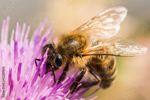 A Bee Gathering Pollen from a Weed Flower