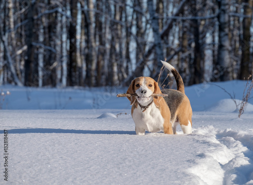 Beagle dog running in the snow