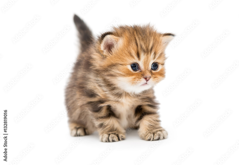 Obraz premium Small striped kitten breed British marble