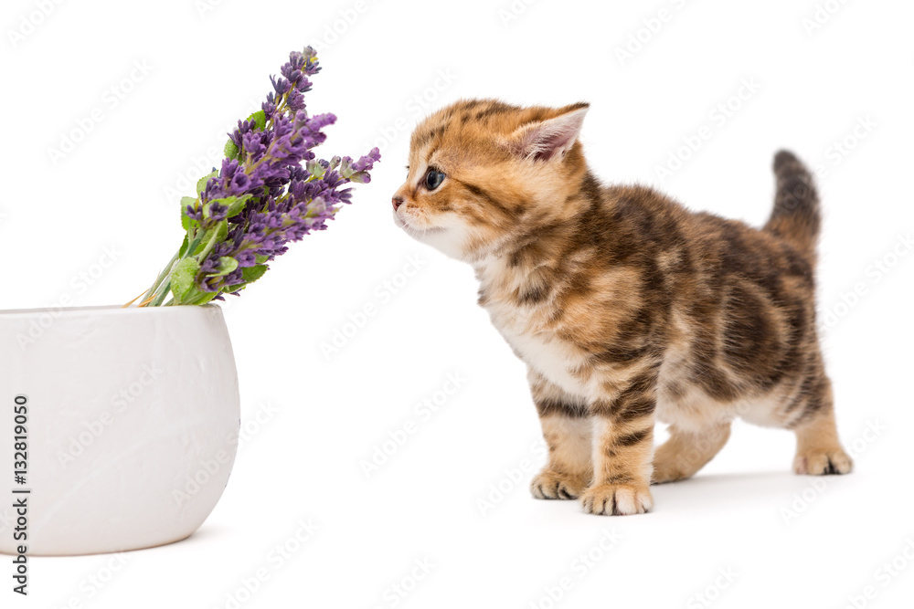 Kitten and a vase with lavender flower