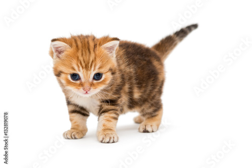 Small striped kitten breed British marble