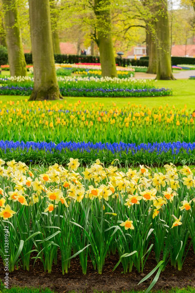Colourful daffodils, bluebells and tulips flowerbeds in an Spring Formal Garden