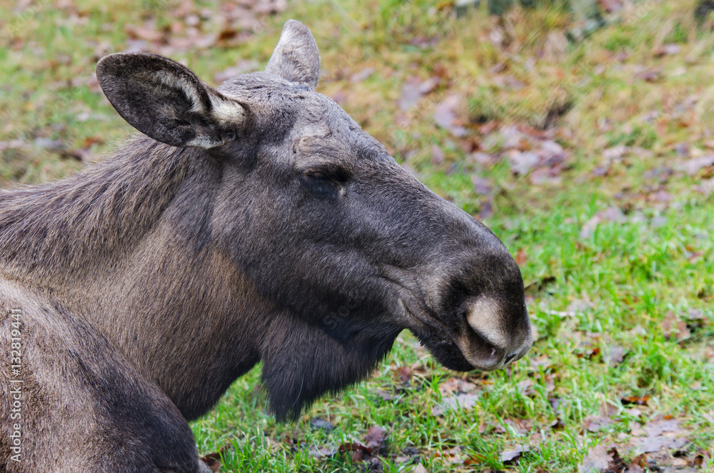 one big mosse lay on the grass