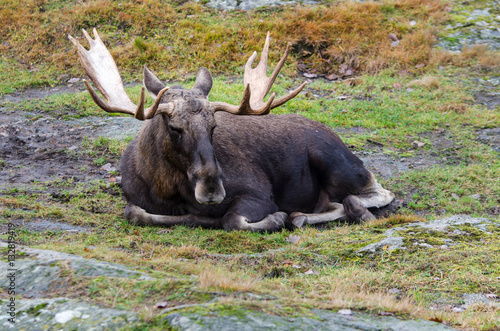 one big mosse lay on the grass