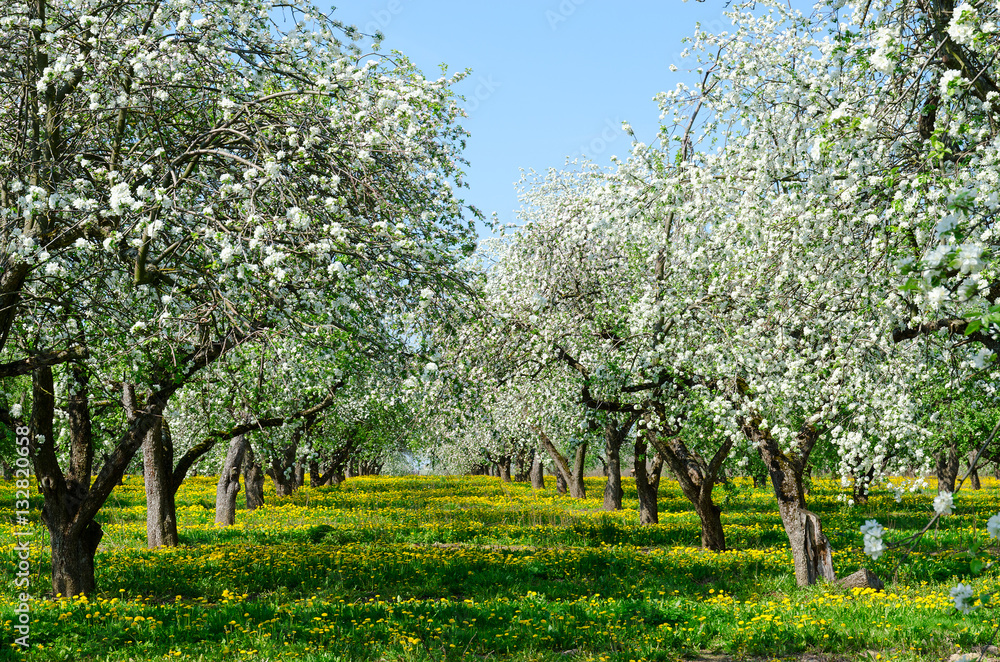 Blossoming apple orchard