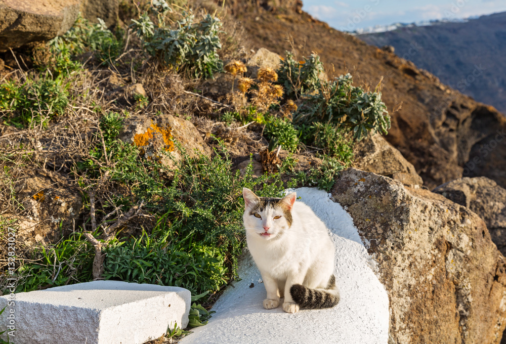 Fototapeta premium Street of the Greek island cat