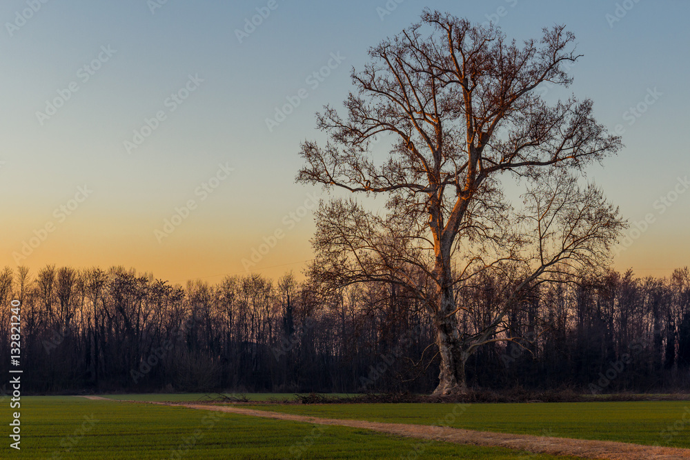 Platano secolare al tramonto Platano secolare al tramonto