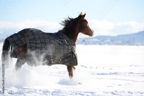Fototapeta Naklejka Na Ścianę i Meble -  wearing my new coat, beautiful Quarter horse running through fresh snow and wearing a winter coat